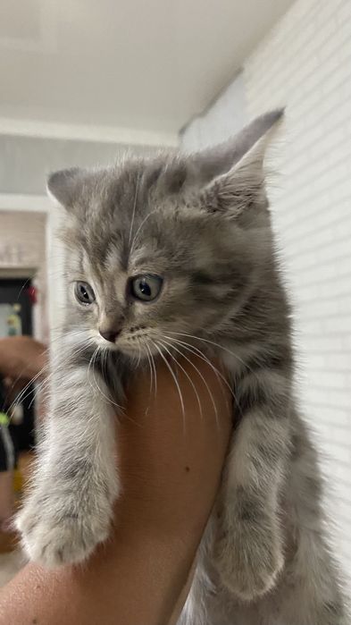 Котята британцы .