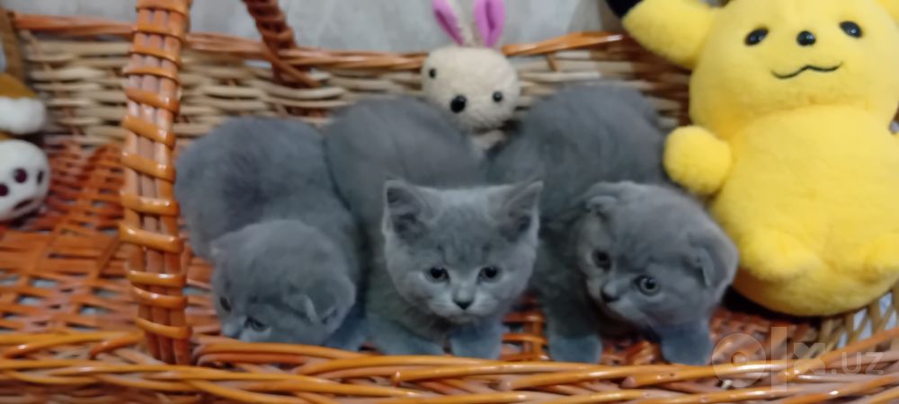 Мушуклар сотилади