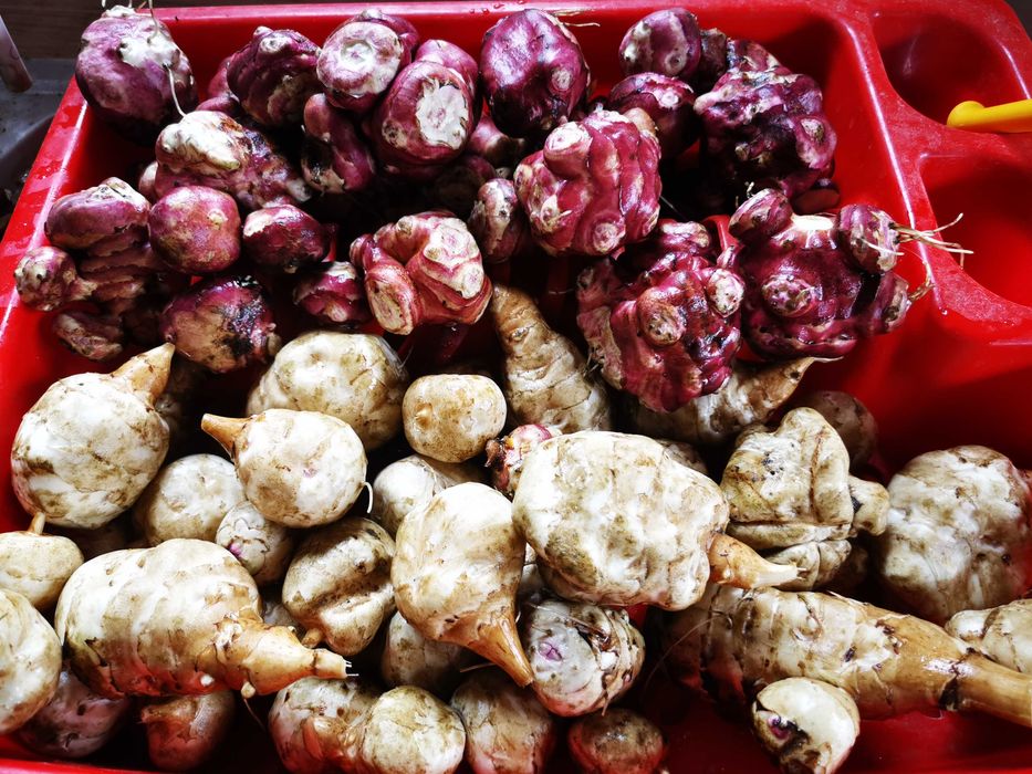 Topinambur alb și roz, fără nici un fel de pesticide