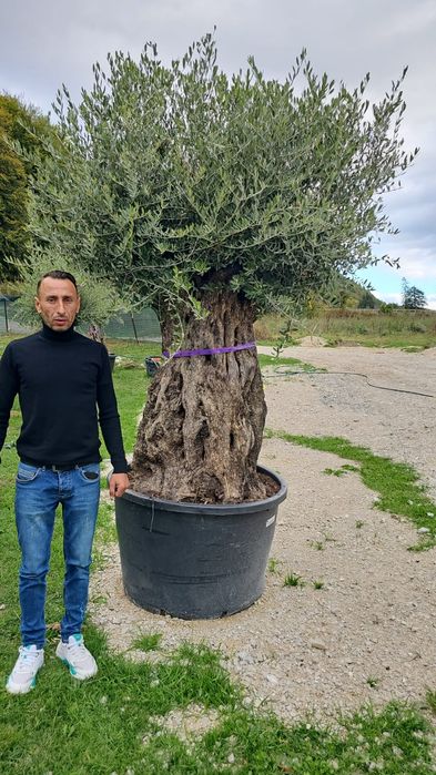 Maslin secular, maslini grosi