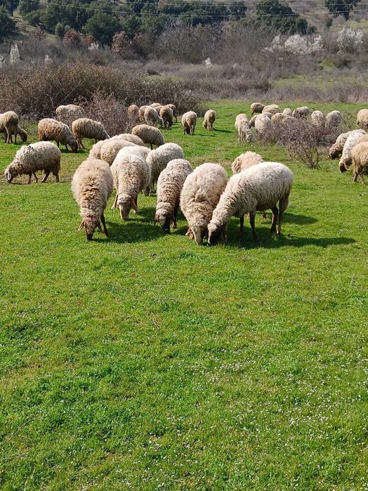 Свободни млади овце