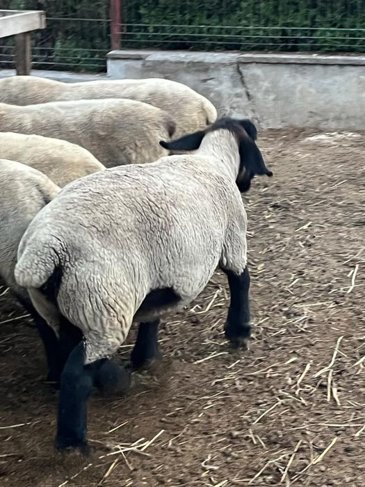 Oi, Miei si Berbeci Suffolk