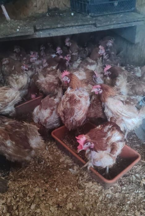 Продам курей несушек