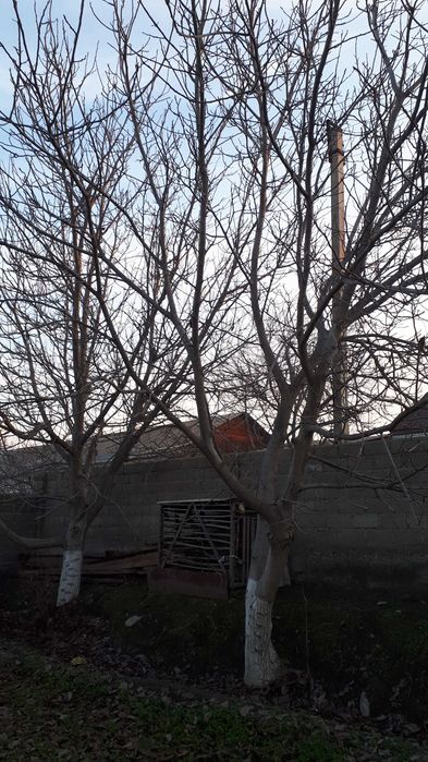 Ёнғоқ дарахти 1 жуфт сотилади