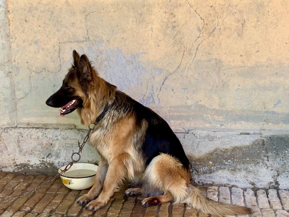 Продоется Немецкая овчарка