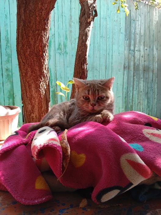 Отдам шотландских котят