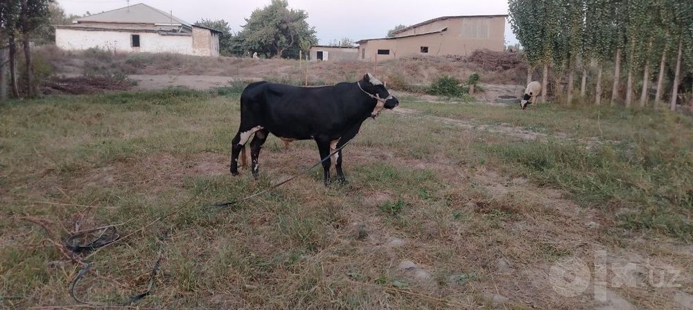 2 ta buqa sotiladi sifat narsala