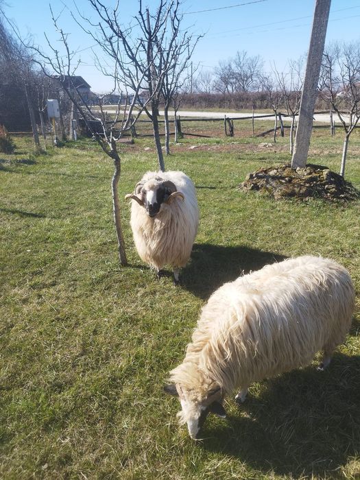 Berbec breaz de 2 ani la prima monta.Berbecul arata bine merita vazut!