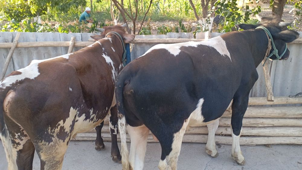 Букалар сотилади