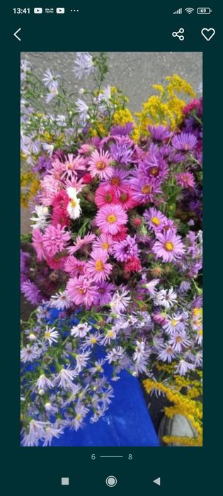 Садовые растения  , цветы