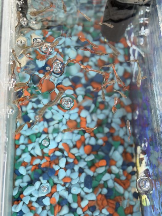 Аквариум балықтарымен сатылады