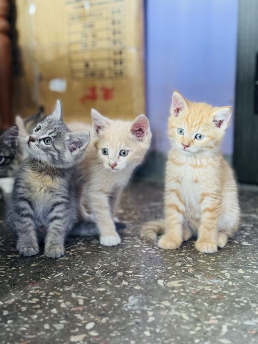 Котята добрые руки