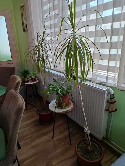 Цветя Драцена 2 бр.