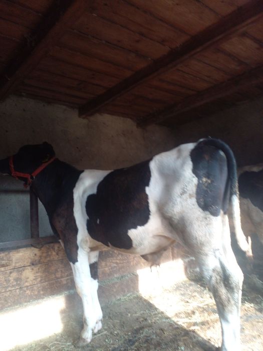 Tauri.Disponibili
