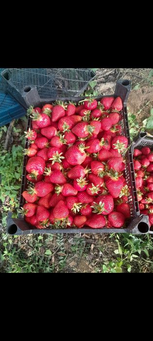 Stoloni capsuni soiul clery