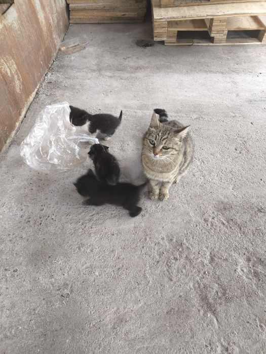 Отдам котят, бесплатно.