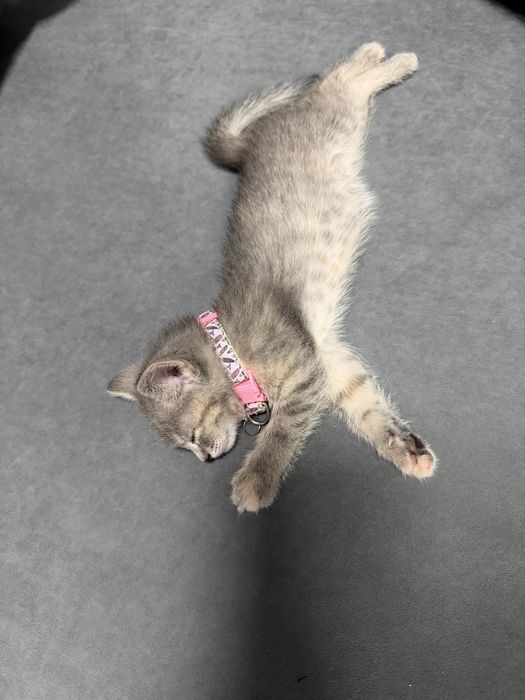 Отдам бесплатна котенка