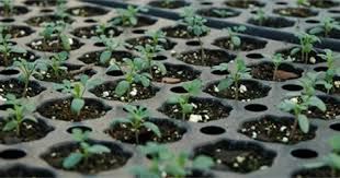 Нагревателна подложка за разсад