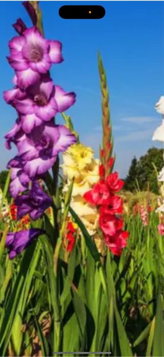 Bulbi de gladiole irisi crini narcise lalele bujori