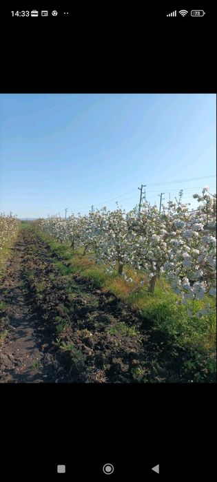 Ябълкова градина