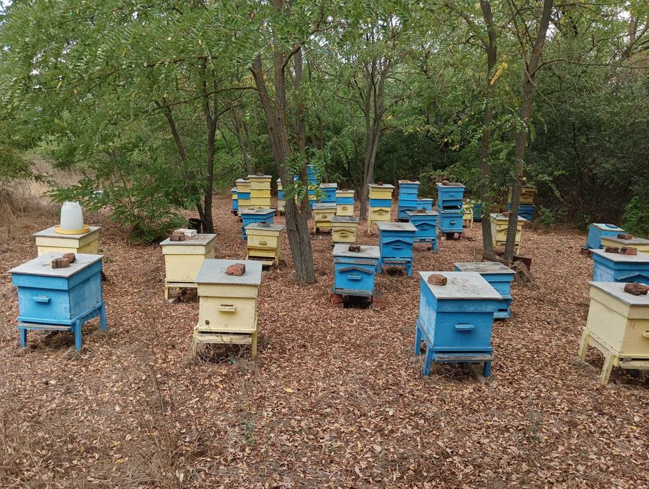 Кошери и магазини