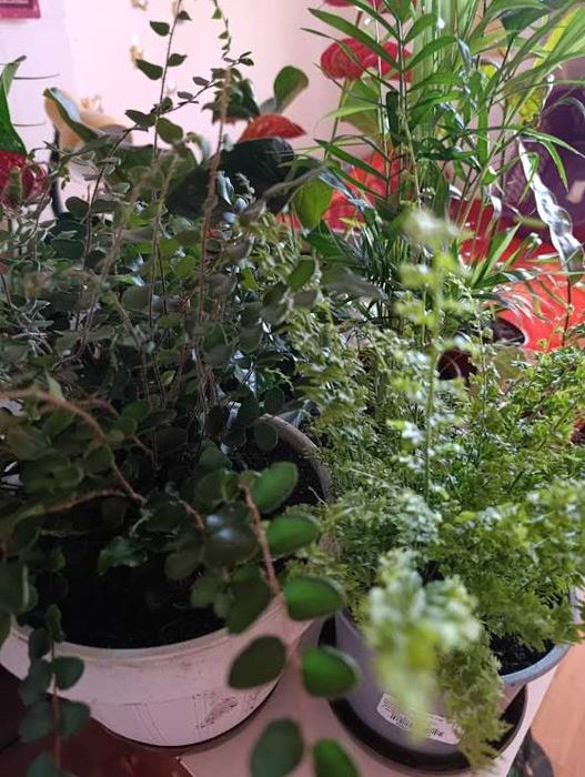 Палма прекрасна 120см.