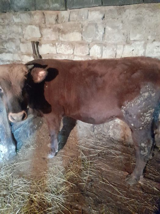 тайынша сатылады