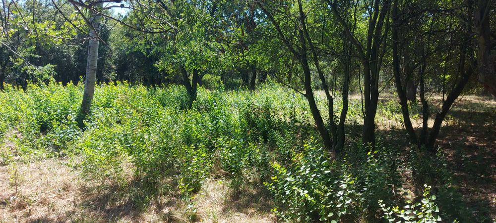 Продава се Парцел в Перник, Църква - 1440 кв.м за 46 €/кв.м - Снимка #15