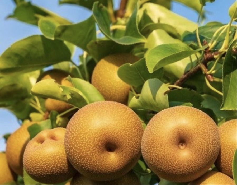 Par columnar japonez nashi hosui