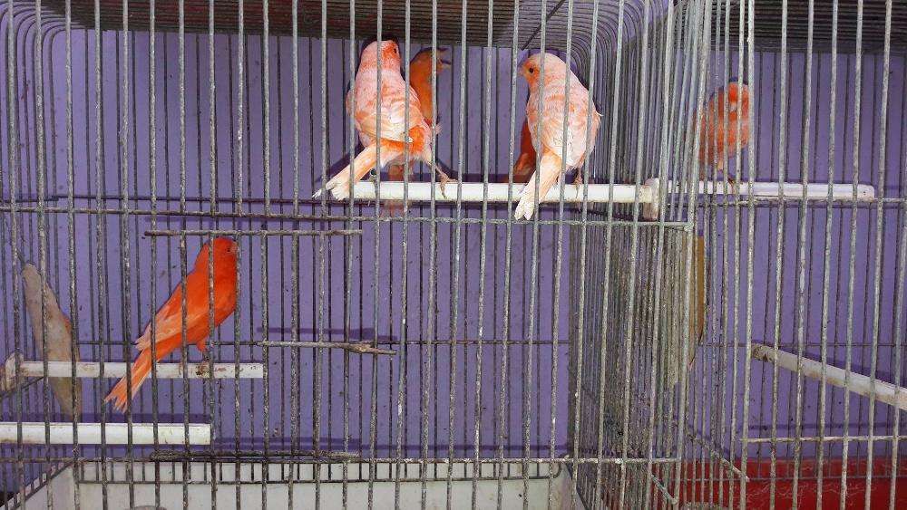 Canari de cantec si culoare