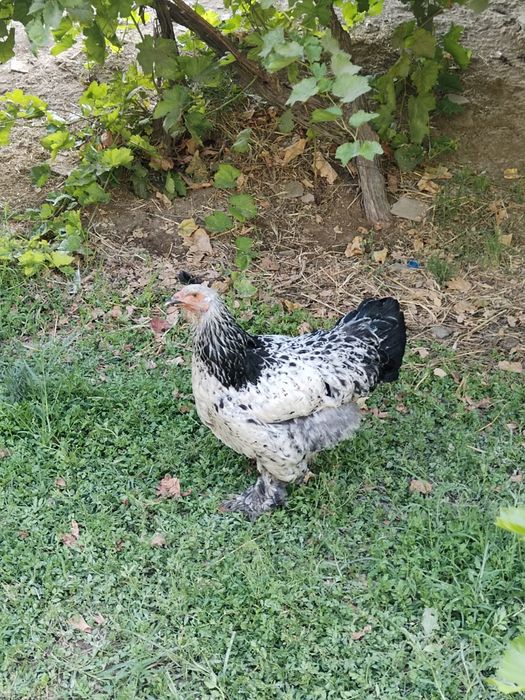 Brama tovuqlar sotiladi