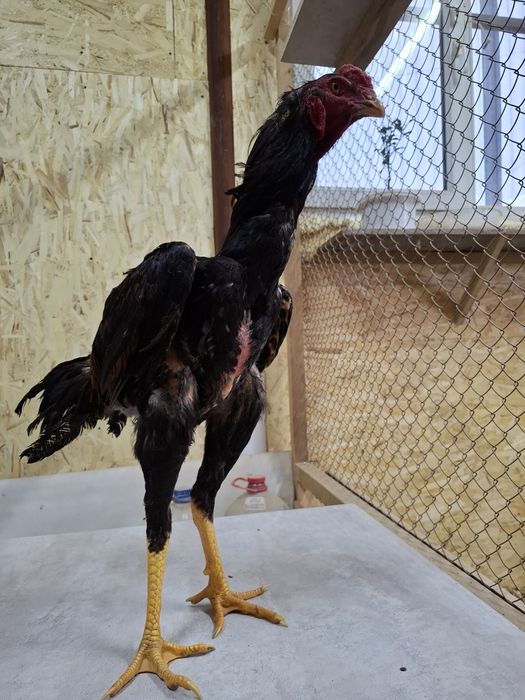 Дакан петух бойцовые