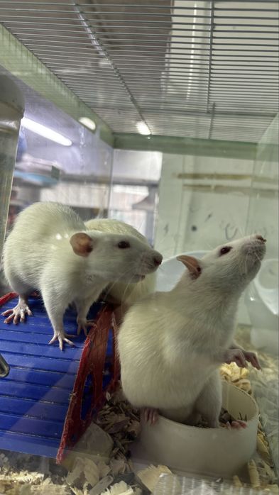 Крыса крысы самцы