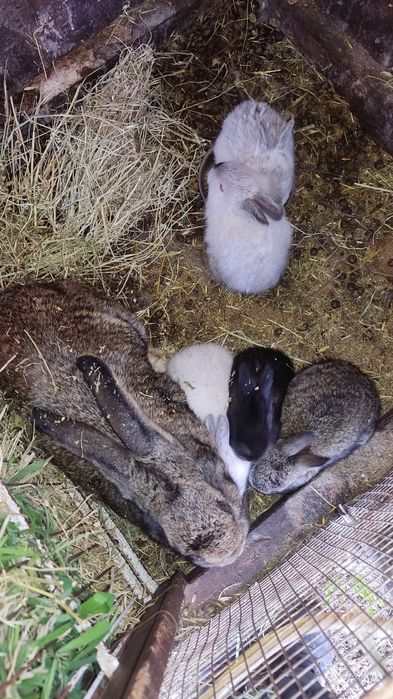 Продавам зайци - калифорнийски+ цика