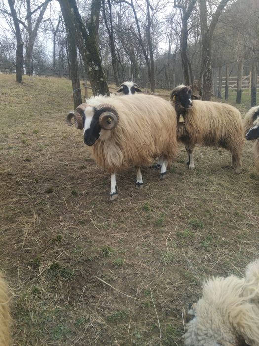 Vând berbec de doi ani