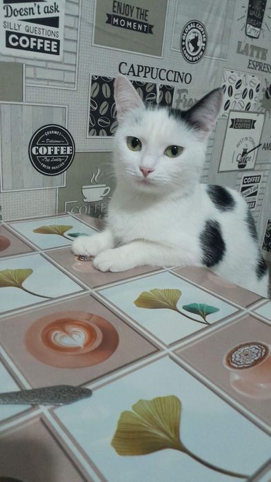 Кошки в любящих семью