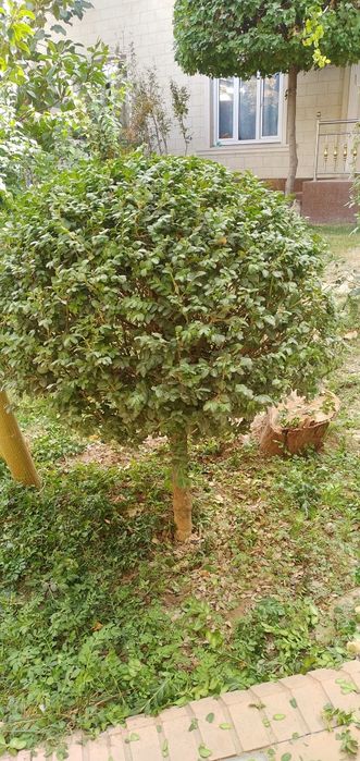 вющая.роза.. . Глициня