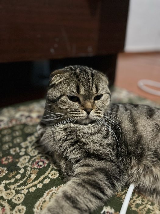 Вязка кота кот ищет девочку