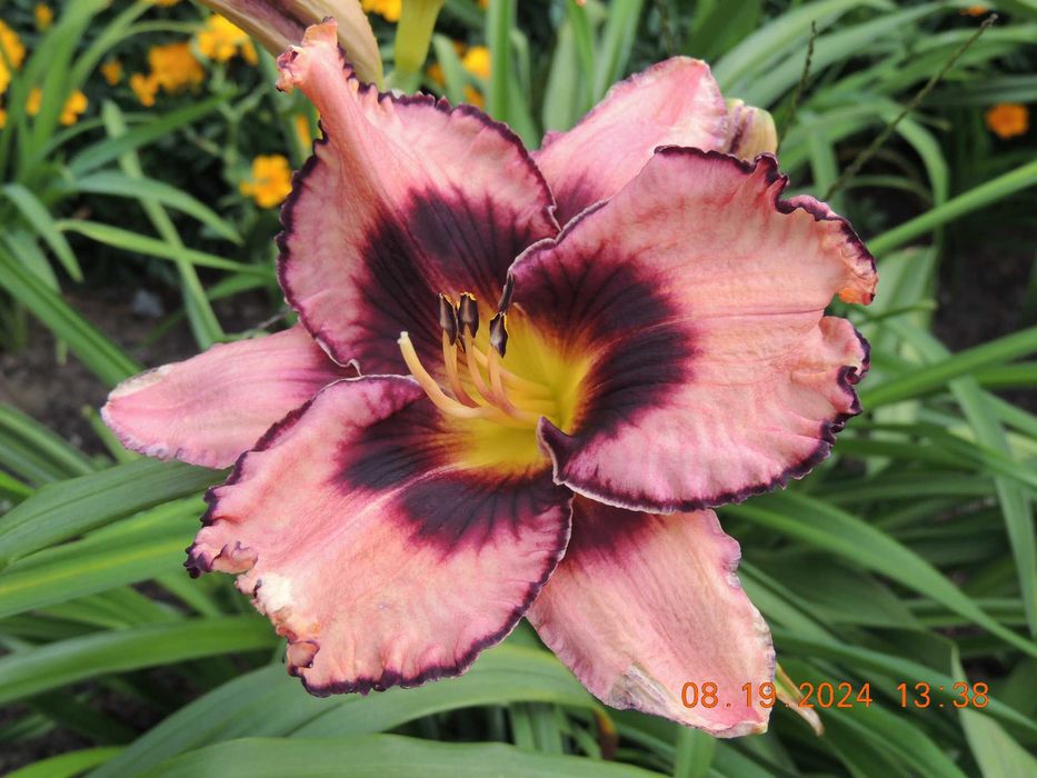 Лилейники сортовые