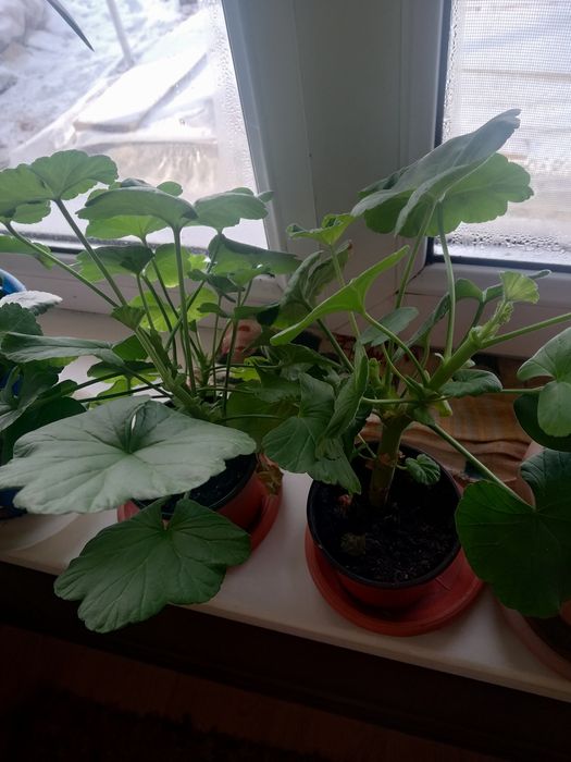 Цветы - лучший подарок