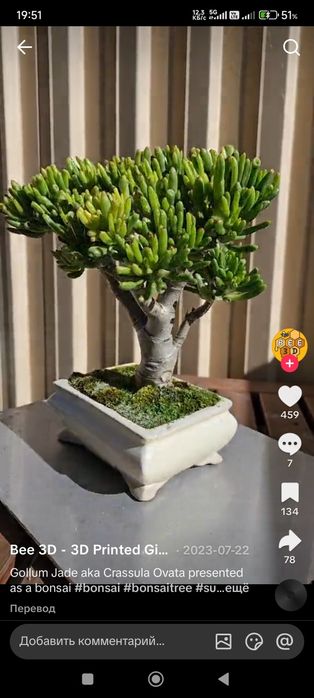 Комнатные цветы .