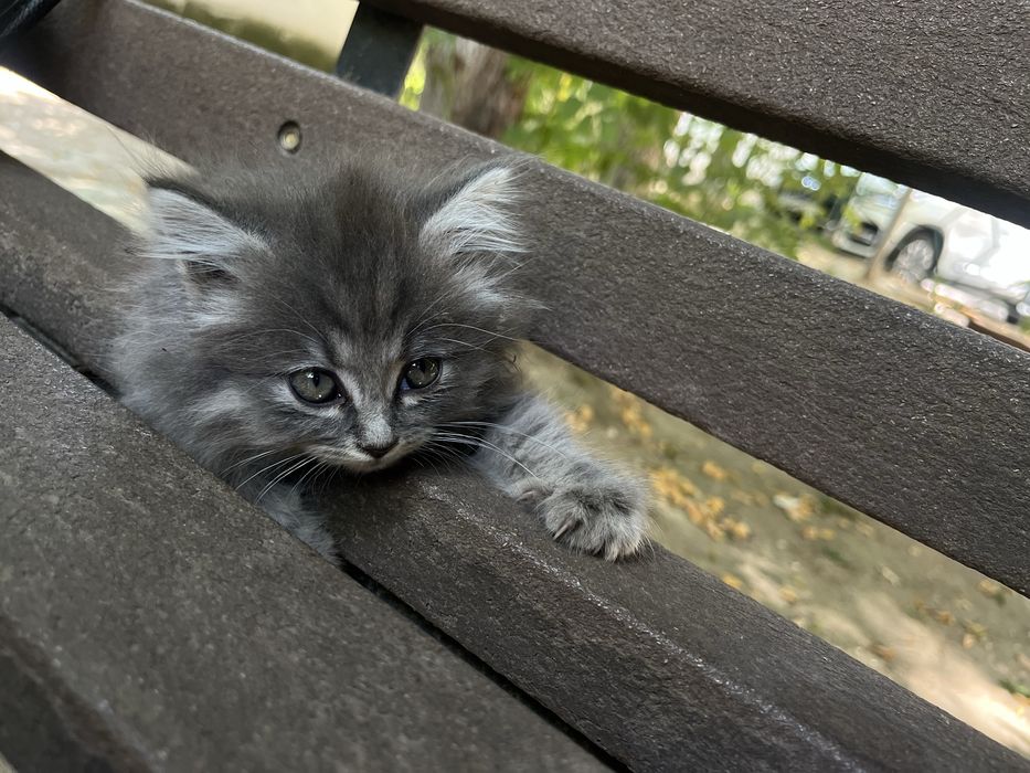Кошка британская