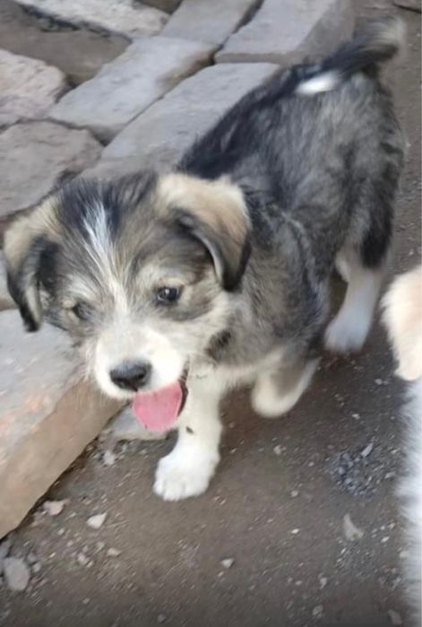 Щенок девочка 2,5 месяца