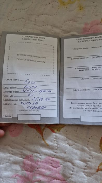 Продам котёнка породистого
