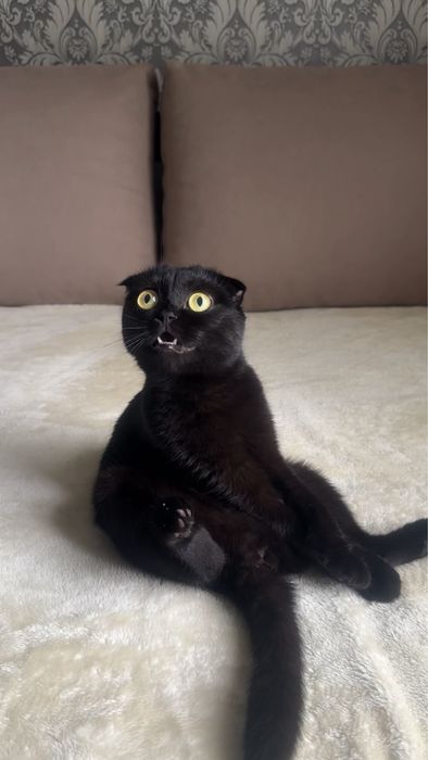 Кошка Шотландская вислоухая