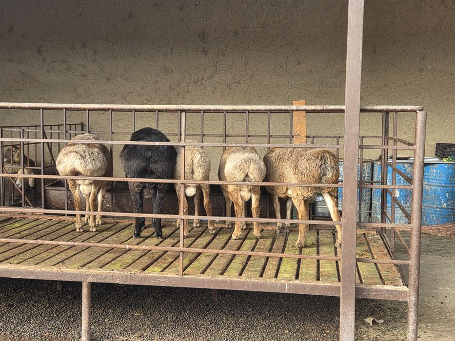 Арашан тоқты қошқарлар 9 айлық