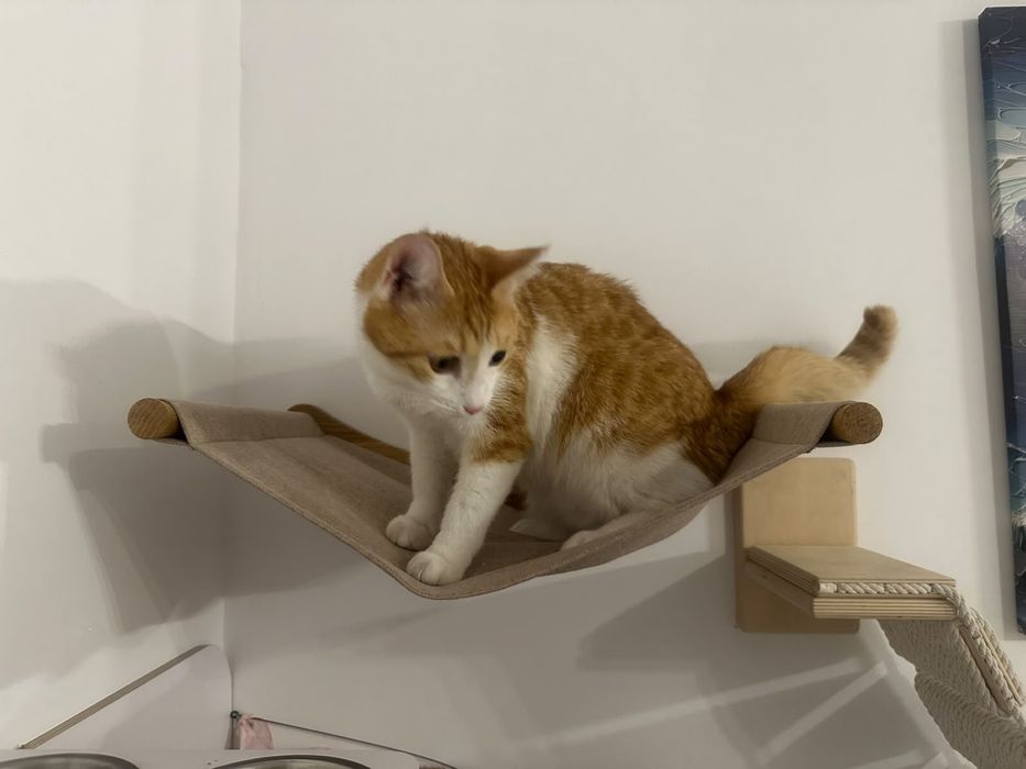 Полностью оборудованный кошачьи уголок