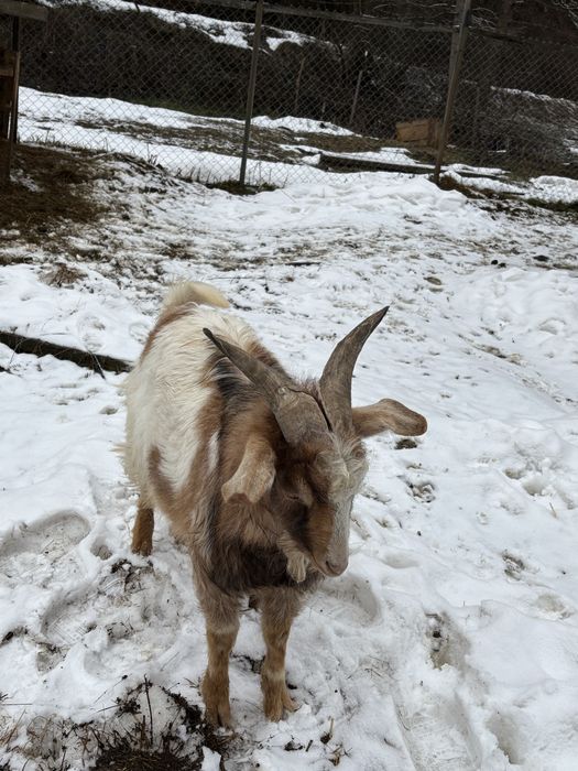 Vând țap pentru montă