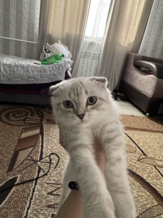 Котенок шотлнадец веслоуихий