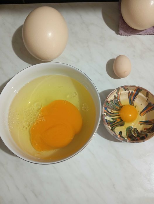 Oua struț de vanzare